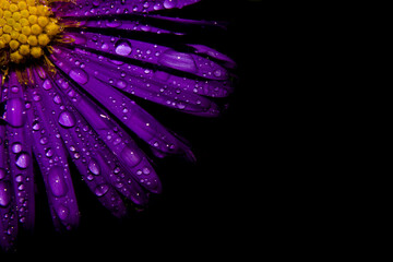 Obraz premium Flower close-up with dew drops on a black background