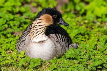 Nene Goose Resting on Grass and Leaves