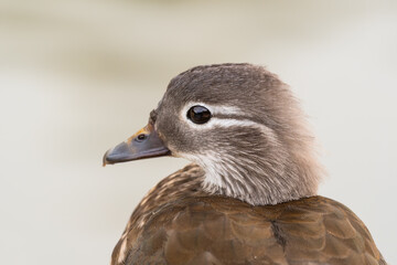 Female Mandarin Duck Close Up Side Profile