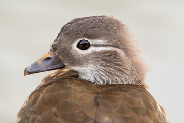 Female Mandarin Duck Close Up Side Profile