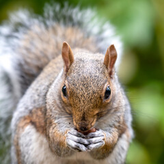 Naklejka na ściany i meble Cute Grey Squirrel Close Up Portrait