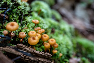 Tiny Orange Mushroom Village