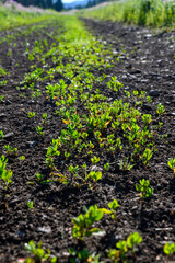 Tiny Green Sprouts Grow in Dirt Trail