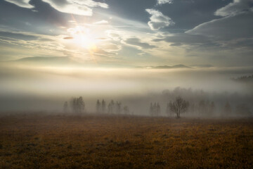 morning fog in the forest