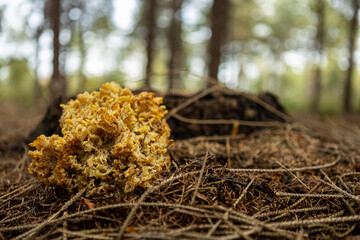 Sparassis crispa or yellow-brown sponge mushroom growing on a pine tree forest floor. Autumn fall seasonal concept.