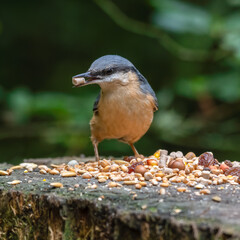 Obraz na płótnie Canvas Busy Nuthatch Selecting Food to Store for the Winter