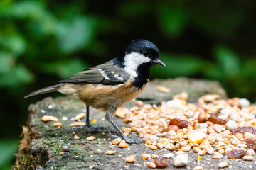 Coal Tit Selecting Food to Store for the Winter