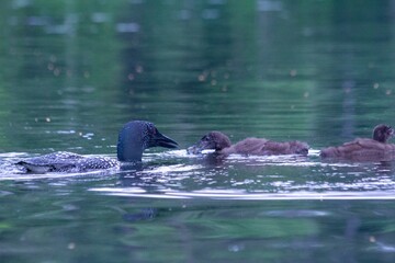 Fototapeta premium Loons Feeding 02