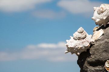 BEAUTIFUL Conch shell spiral WITH BLUE SKY
