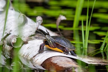 Painted Turtle on Birch Log
