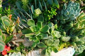 Arrangement of green rosettes of succulent plants in a container