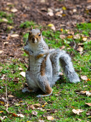 Cute Grey Squirrel Standing on the Ground 