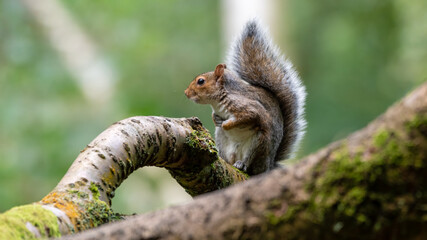 Cute Grey Squirrel Sitting in a Tree