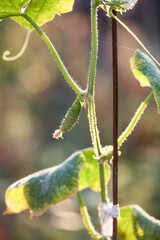 A small cucumber grows on a bush. Organic agriculture, farming concept.