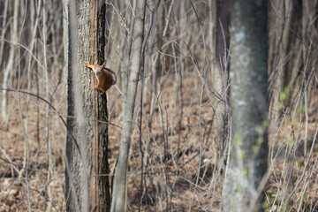 squirrel on a tree in early spring