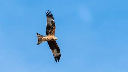 Majestic Red Kite Soaring Across the Sky