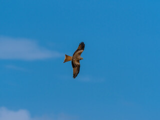 Majestic Red Kite Soaring Across the Sky