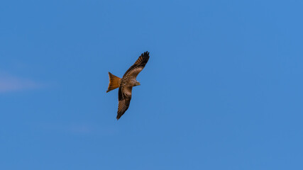 Majestic Red Kite Soaring Across the Sky