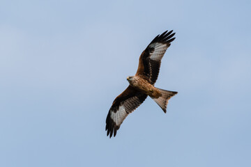 Majestic Red Kite Soaring Across the Sky