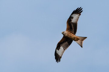 Majestic Red Kite Soaring Across the Sky