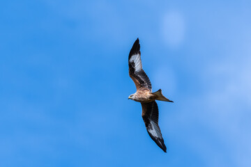 Majestic Red Kite Soaring Across the Sky
