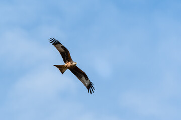 Fototapeta na wymiar Majestic Red Kite Soaring Across the Sky