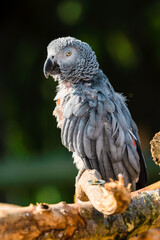 Rescued Self Plucked African Grey Parrot Perched on a Tree Branch