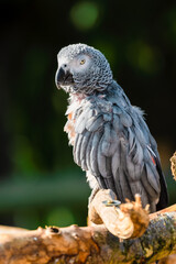 Rescued Self Plucked African Grey Parrot Perched on a Tree Branch
