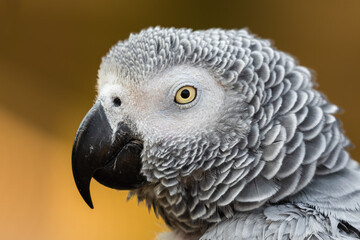 Obraz premium African Grey parrot Close Up Side Profile
