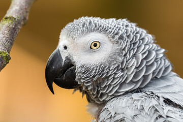 African Grey parrot Close Up Side Profile