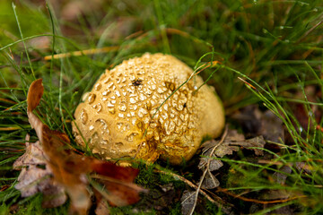 Wet forest floor grass and brown leafs with Scleroderma Citrinum or common earthball mycelium mushroom growing in the middle. Autumn fall season concept.