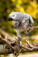 Rescued Self Plucked African Grey Parrot Perched on a Tree Branch