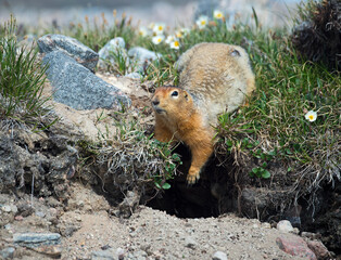Naklejka na ściany i meble the home of an Arctic ground squirrel