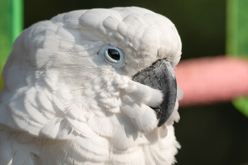 Umbrella Cockatoo Close Up Portrait
