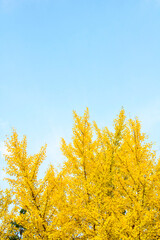 Fototapeta premium Ginkgo yellow leaf in Autumn season 