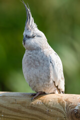 White Cockatiel Perched on a Wooden Fence