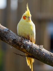 Yellow Cockatiel Perched on a Tree Branch