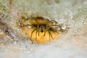Spider on Dew