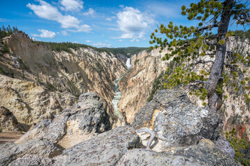 lower falls of the yellowstone national park from artist point, wyoming, usa