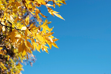 Obraz premium Beautiful yellow leaves on tree branches in mid-autumn on a background of bright blue sky, beautiful autumn background, place for text