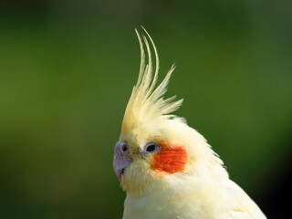 Yellow Cockatiel Close Up Portrait