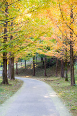 Collection of Beautiful Colorful Autumn Leaves with fallen leaves
