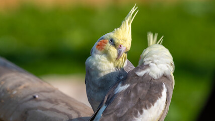 Pair of Cockatiels on a Wooden Fence Face to Face