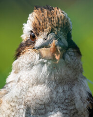 Kookaburra Close Up Portrait with a Damaged Beak