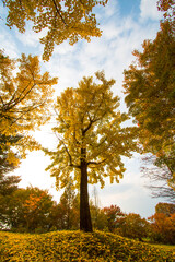 Ginkgo yellow leaf in Autumn season

