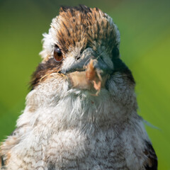Kookaburra Close Up Portrait with a Damaged Beak