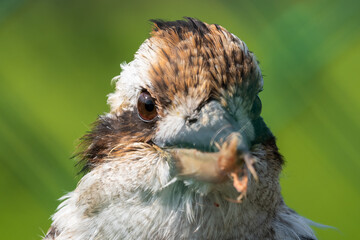 Kookaburra Close Up Portrait with a Damaged Beak