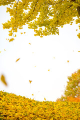 Obraz premium Ginkgo yellow leaf in Autumn season 