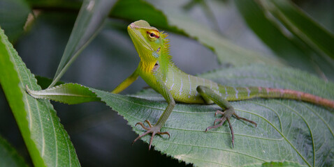Fauna de las isla de Sri Lanka, lagartos
