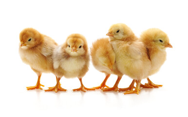 Group small chickens.